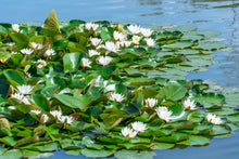 Load image into Gallery viewer, Water Lily, White