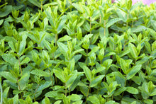 Load image into Gallery viewer, Spearmint