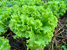 Load image into Gallery viewer, Lettuce, Loose Leaf