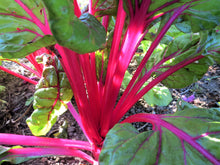 Load image into Gallery viewer, Swiss Chard, Pink Lipstick