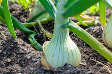 Load image into Gallery viewer, Onion, Sweet White Spanish