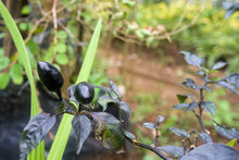 Load image into Gallery viewer, Pepper, Black Hungarian