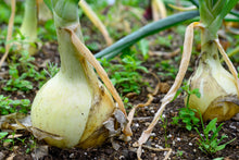 Load image into Gallery viewer, Onion, Sweet White Spanish