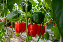 Load image into Gallery viewer, Pepper, Mini Bell - Organic