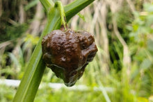 Load image into Gallery viewer, Pepper, Carolina Reaper