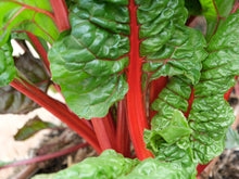Load image into Gallery viewer, Swiss Chard, Ruby Red