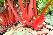 Load image into Gallery viewer, Swiss Chard, Ruby Red
