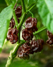 Load image into Gallery viewer, Pepper, Habanero Brown