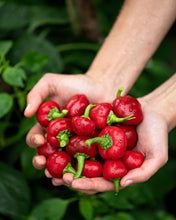 Load image into Gallery viewer, Pepper, Red Cherry Hots