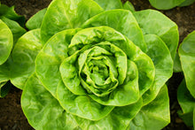 Load image into Gallery viewer, Lettuce, White Boston