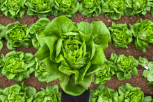 Load image into Gallery viewer, Lettuce, Bibb