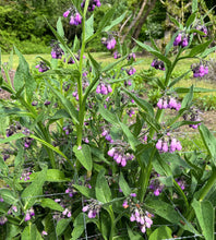 Load image into Gallery viewer, Comfrey
