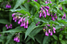 Load image into Gallery viewer, Comfrey