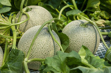 Load image into Gallery viewer, Cantaloupe, Iroquois