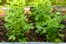 Load image into Gallery viewer, Cilantro, Leisure