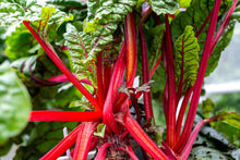 Load image into Gallery viewer, Swiss Chard, Ruby Red