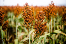 Load image into Gallery viewer, Sorghum, Wild Game Food