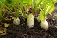 Load image into Gallery viewer, Radish, White Icicle