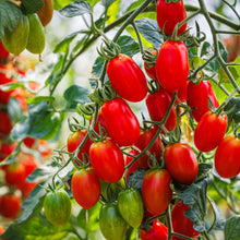 Load image into Gallery viewer, Tomato, Roma