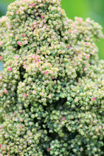 Load image into Gallery viewer, Quinoa, Mint Vanilla - Organic