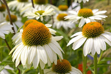 Load image into Gallery viewer, Echinacea