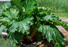 Load image into Gallery viewer, Rhubarb, Glaskins Perpetual