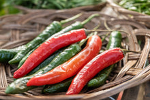 Load image into Gallery viewer, Pepper, Korean Dark Green