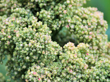 Load image into Gallery viewer, Quinoa, Mint Vanilla - Organic