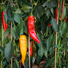 Load image into Gallery viewer, Pepper, Jimmy Nardello