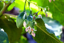 Load image into Gallery viewer, TAMARILLO, Tree Tomato Seeds