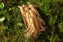 Load image into Gallery viewer, Ginseng,  American
