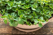 Load image into Gallery viewer, Oregano, Greek