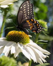 Load image into Gallery viewer, Echinacea