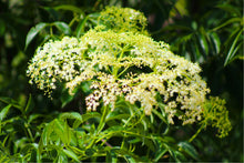Load image into Gallery viewer, Ginseng,  American