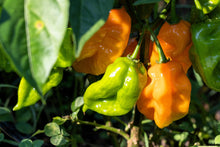 Load image into Gallery viewer, Pepper, Habanero Orange
