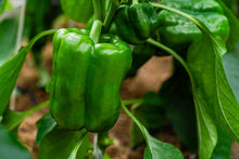 Load image into Gallery viewer, Pepper, Big Green Bell