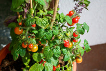 Load image into Gallery viewer, Tomato, Cherry Tiny Tim