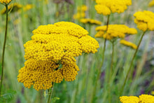Load image into Gallery viewer, Yarrow, Golden