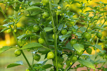 Load image into Gallery viewer, Tomatillo, Grande Rio Verde
