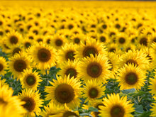 Load image into Gallery viewer, Sunflower, Black Oil