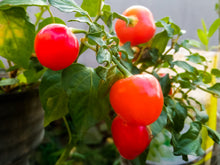 Load image into Gallery viewer, Pepper, Red Cherry Hots
