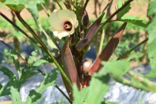 Load image into Gallery viewer, Okra, Red Burgundy