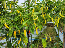 Load image into Gallery viewer, Pepper, Cayenne Golden