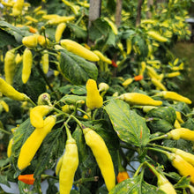 Load image into Gallery viewer, Pepper, Cayenne Golden