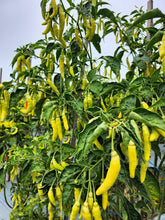 Load image into Gallery viewer, Pepper, Cayenne Golden
