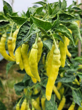 Load image into Gallery viewer, Pepper, Cayenne Golden