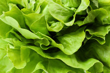 Load image into Gallery viewer, Lettuce, Bibb