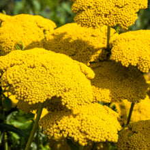 Load image into Gallery viewer, Yarrow, Golden