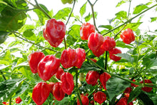 Load image into Gallery viewer, Pepper, Habanero Mix