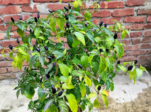 Load image into Gallery viewer, Pepper, Filius Blue